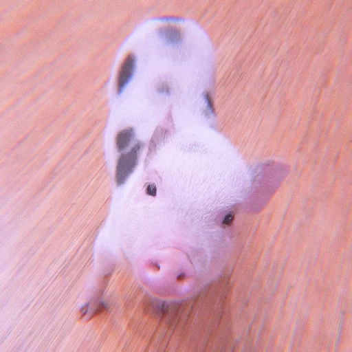 minipig, cerdo de cerdos, minipig de cerdo, pig mini pig, obtener minipig