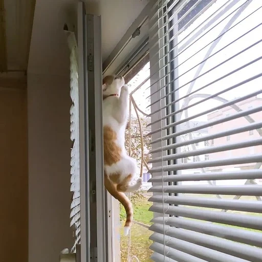 persianas, a janela das persianas, catinas de gatos, cortores brancos, cortores horizontais