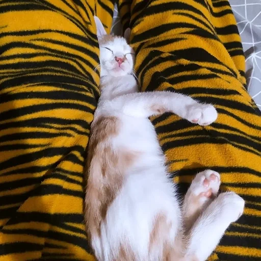 gato, gato, gatos, dormir gato, mascota