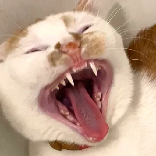 chat, kote, chat, les dents de kot, chat de bâillement