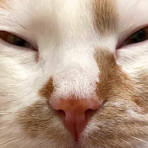 kucing, kucing, seal, kumis kucing, hidung kucing