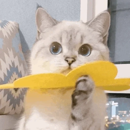 кот, cat, милые котики, nana cat expressive, милые котики смешные