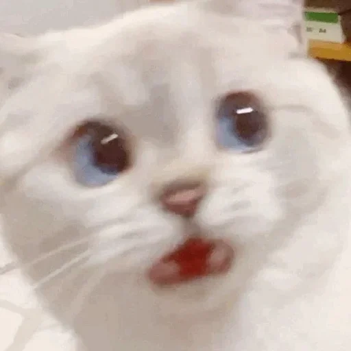 meme de kitty, um gato memêmico, caro cat meme, meme de gato branco, gatos fofos de memes