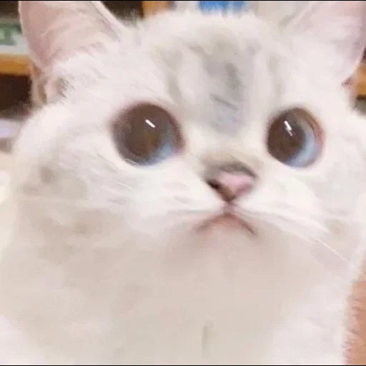 meme de kitty, gatos, o gato é querido, caro cat meme, os gatos são fofos