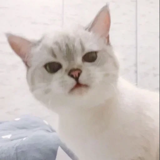 kucing, kucing, nana cat, cat yaroslav, kucing itu putih