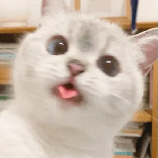 mem cat, kätzchen meme, eine mememische katze, süße katzen, memic süße katze