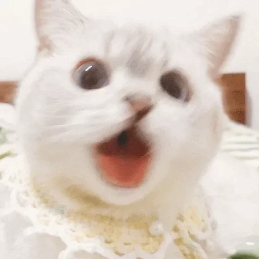 meme de kitty, o gato é engraçado, gatos, gato fofo, gatos fofos são engraçados