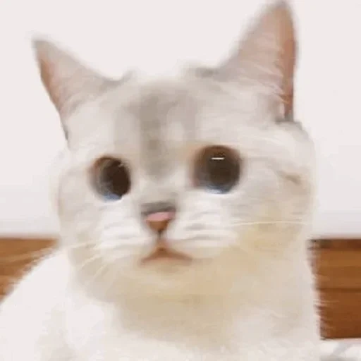 gato, modelo de gato, gato gato, lindo sello, nana cat expressive