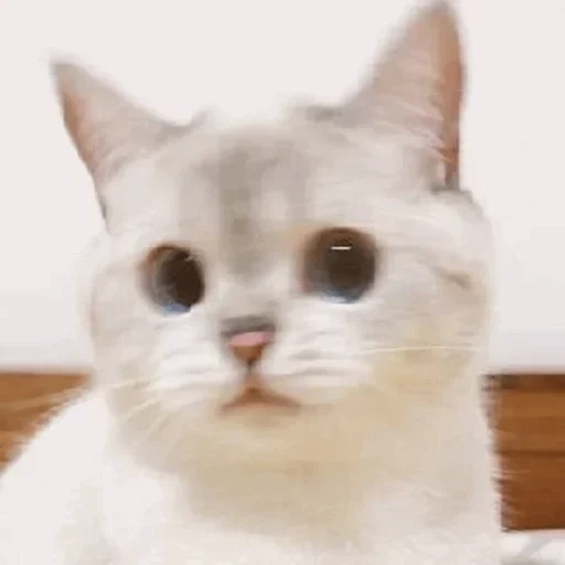 gato, meme de kitty, gato gato, gatos, nana gato expressivo