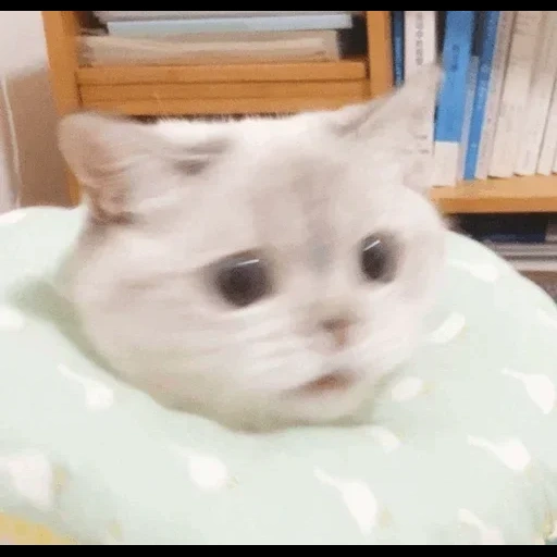 gatto, meme gattino, gatti carini, caro meme gatto, i gatti sono divertenti carini