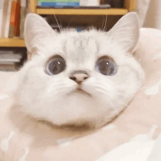kitty meme, cute cats, dear cat meme, cute cats are white, funny cute cats