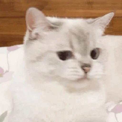 cat, kitten meme, the cat is white, cute cats are white, silver chinchilla cat