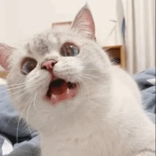 cat, cat, cat meme, the cats are funny, nana cat expressive