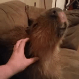 cumbunya, capybara gif, capybara tikus, cumbunya, binatang capybara