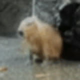 kucing, mandi capybara, lelucon, capybara lucu, binatang konyol