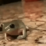 frog, жаба, камерофон, stick nodes, смешная жаба