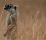 surikat, animal de surita, la namibia fechada, surita sudafricana, surita desert kalahari