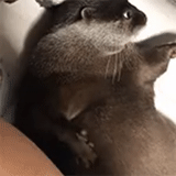 cat, animals, otter is an animal, cute animals, funny animals