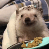 landak, lucu landak, landak, the little hedgehog, landak makan gif