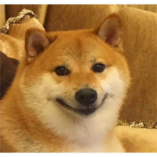 shiba, shiba inu, akita inu, shiba inu, shiba est un chien