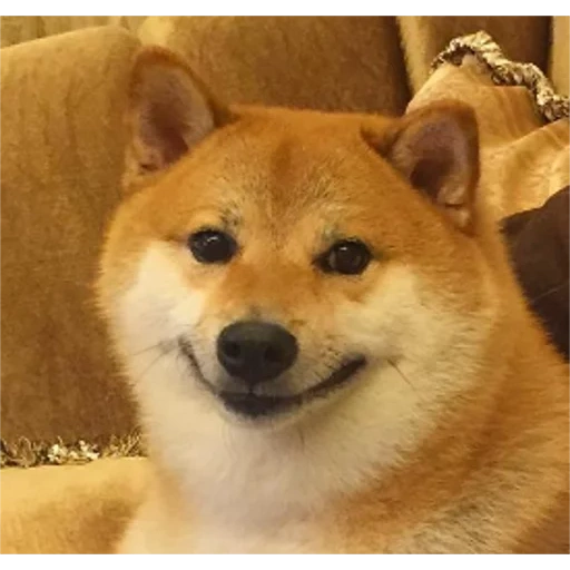 doge, doggo, shiba inu, doggo memes, shiba inu meme