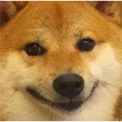 shiba inu, dog, shiba inu meme, shiba dog, shiba inu meme