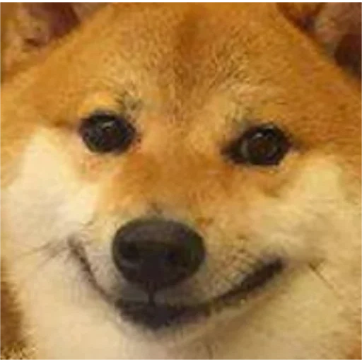 doggo, yos meme, yegor letov, dog, dog smiles