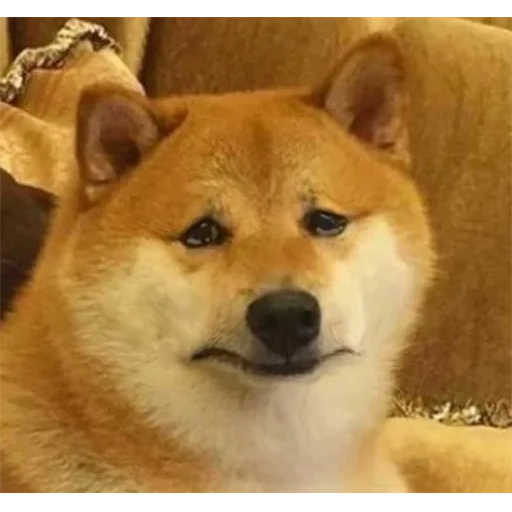 siba inu, siba inu, shiba inu, mème siba inu, shiba est un chien