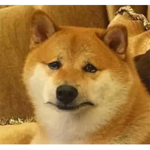 doge, shiba inu, molde de perro chai, shiba inu meme, perro chai