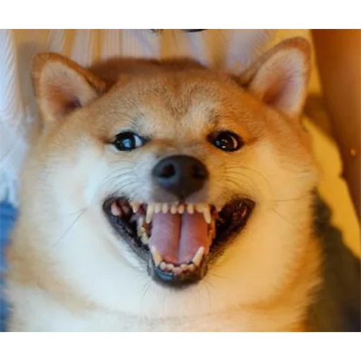 shiba, shiba inu, akita inu, akita siba inu, die rasse von siba ist