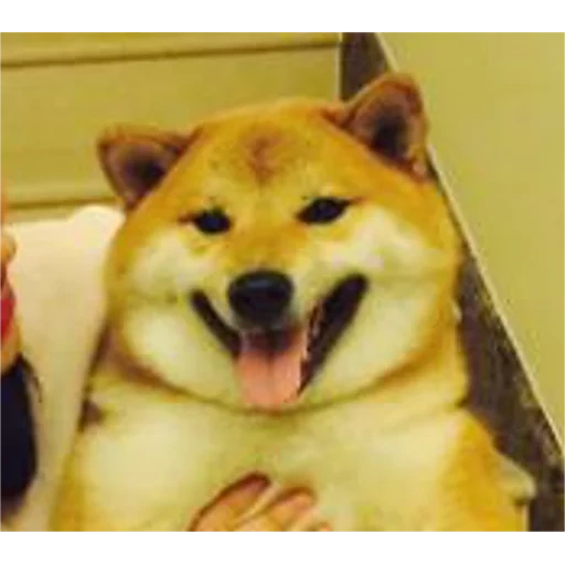 cão de madeira, shiba inu, cão de lenha, cão siba, cão akita sorri