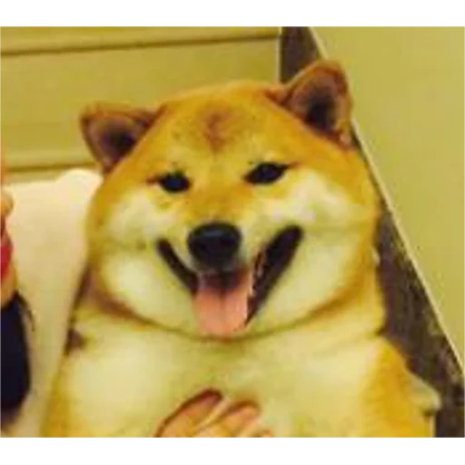 shiba inu, shiba inu, shiba siba inu, la razza di siba è, akita e un sorriso per cane