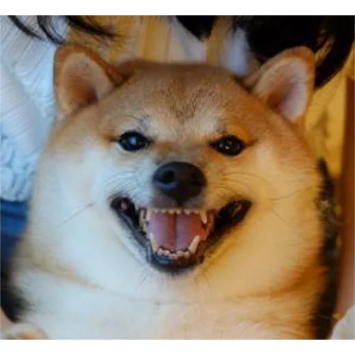 shiba dog, akita dog, chai leaf chai dog, akita chiba dog, shiba dog