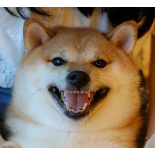 shiba inu, cane akita, shiba siba inu, akita siba inu, shiba è un cane