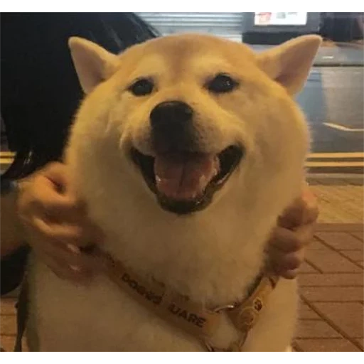 cão de madeira, cão siba, akita chiba, cão de madeira, cão de outono fofo