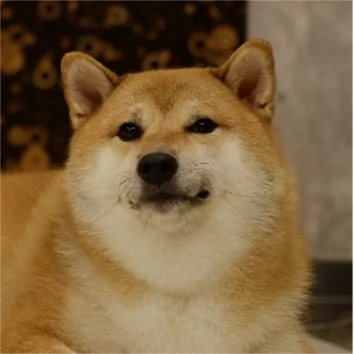 cão de madeira, akita, cachorro akita, cão de madeira, cão siba