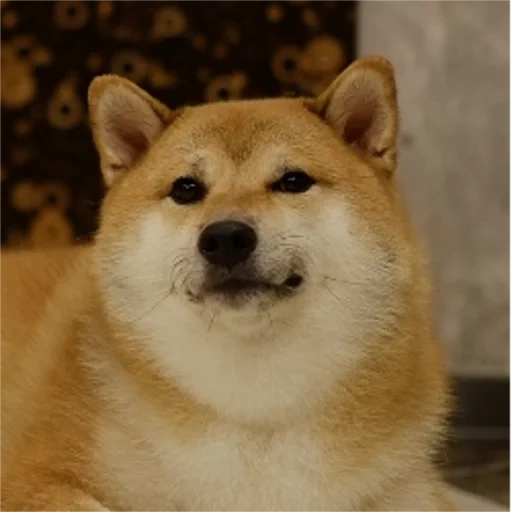 shiba inu, die rasse akita, welpen akita inu, shiba ist ein hund, die rasse von siba ist