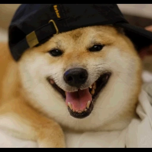 parker, cão akita, comrade doggo, cão akita