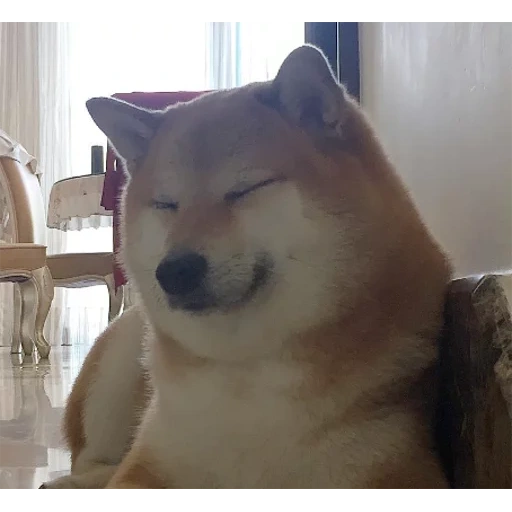 shiba, cão de madeira, shiba inu, cão de madeira, shiba inu meme