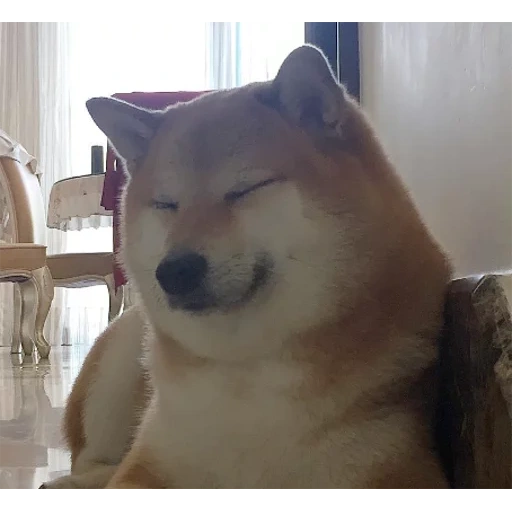 shiba, anjing kayu bakar, shiba inu, anjing kayu bakar, shiba inu meme