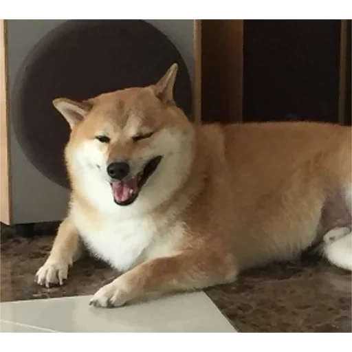 shiba inu, chien akita, siba shiba inu, chien de shiba, la race de siba est