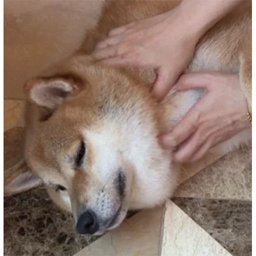 cão akita, cachorro de lenha, cachorro de lenha, cachorro akita, cão de madeira