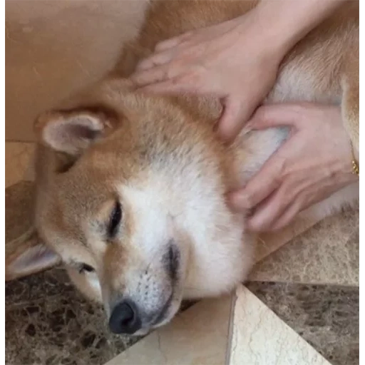 chien akita, siba est un chiot, le chiot de shiba, chiots akita inu, le chien de siba inu