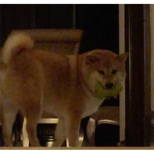 la razza akita, cane akita, cuccioli akita inu, il cane di shiba, la razza akita è