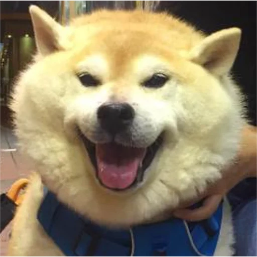 anjing akita, anak anjing akita, anjing seba, anjing akita yang lucu, anjing akita