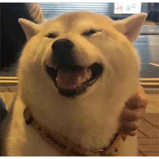 shiba, cão de madeira, shiba inu, cão satisfeito, cão siba sorri