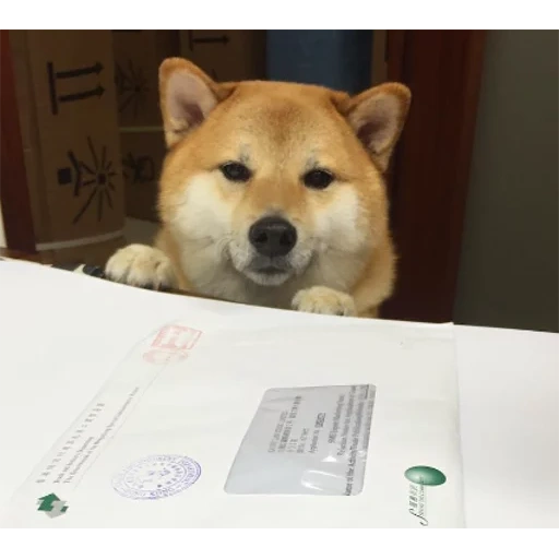 cão de madeira, cão de west bachai, akita chai dog, akita chiba, cão de madeira