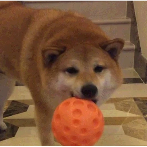 shiba, cane, shiba inu, shiba inu, animali domestici