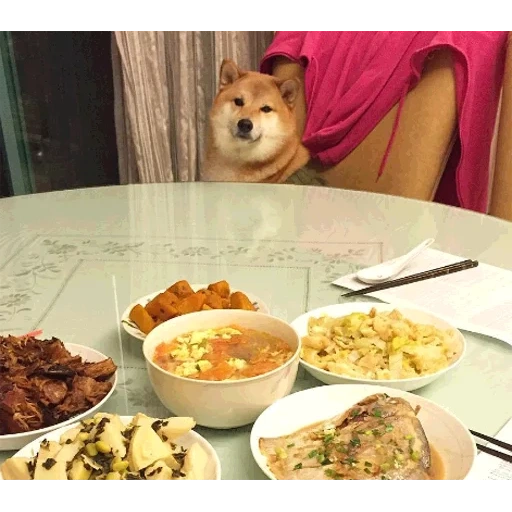 chien, chiens, chien, charmants chiens, chien à table