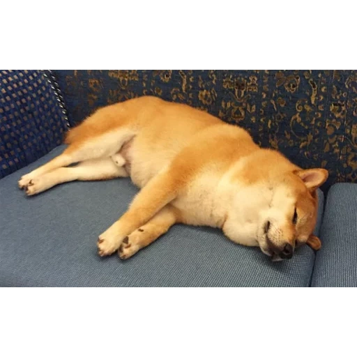 dog, animals, a ridiculous animal, pets, the dog is lying on the bed